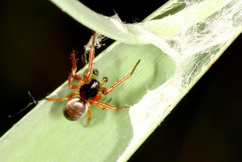 Réf. 321 290 : Singa nitidula